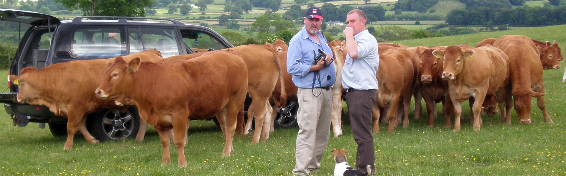 Limousin ABS Global Australia