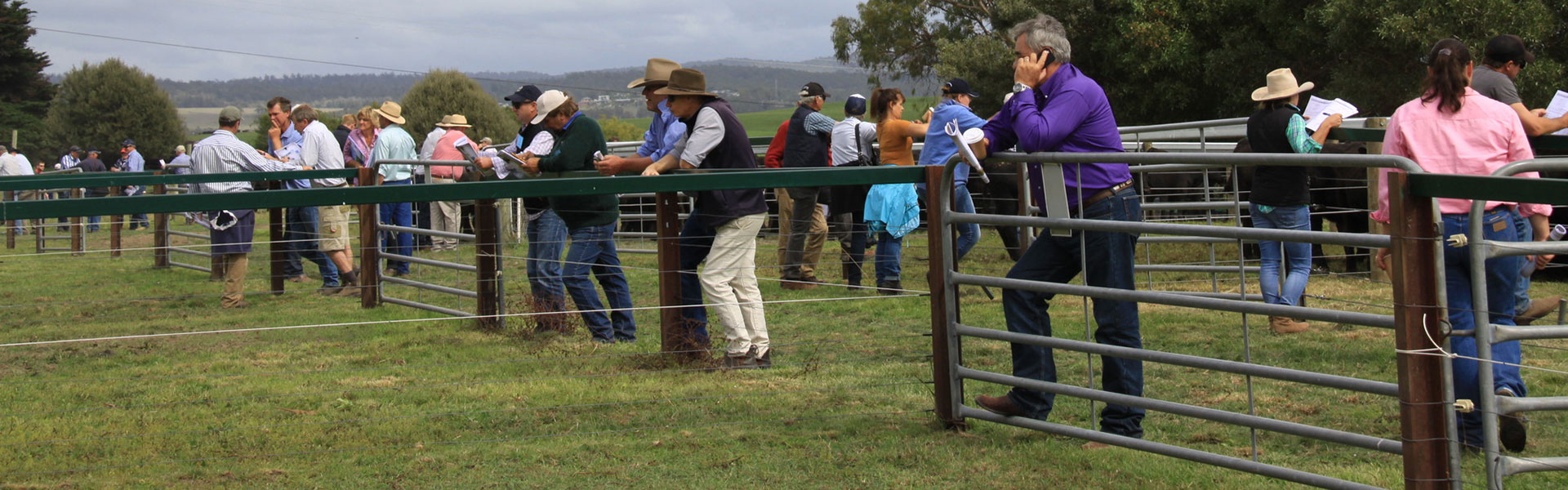 Beef Sires ABS Global Australia