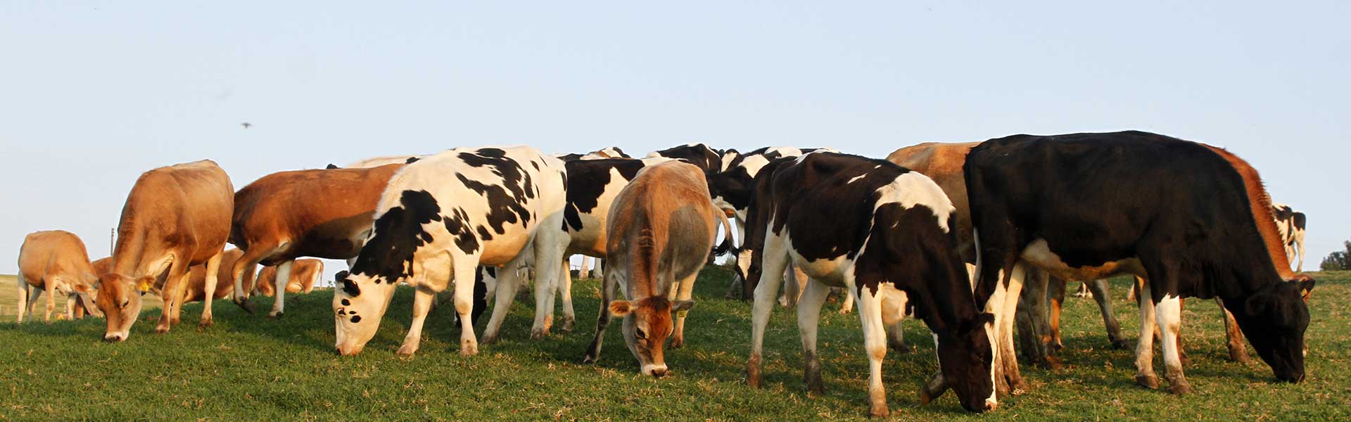 Sire Fertility ABS Global Australia