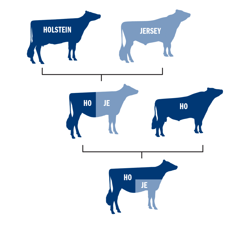 crossbreeding