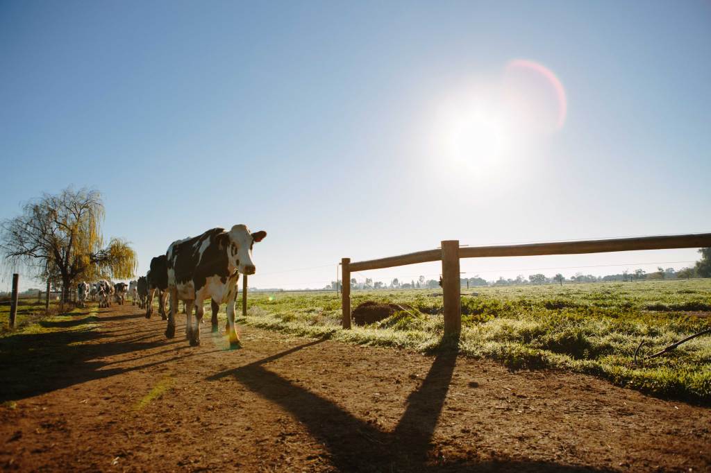 Mejorar la movilidad de las vacas