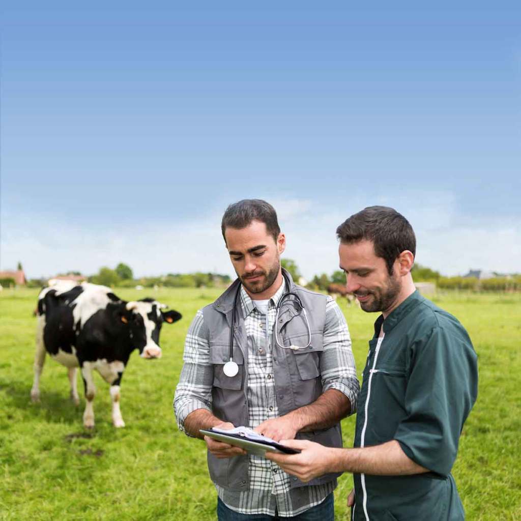 consejos mejorar fertilidad rebaño