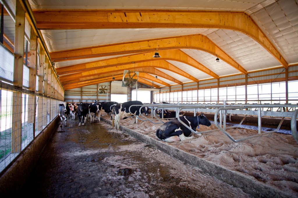 Establo vacas con ventiladores