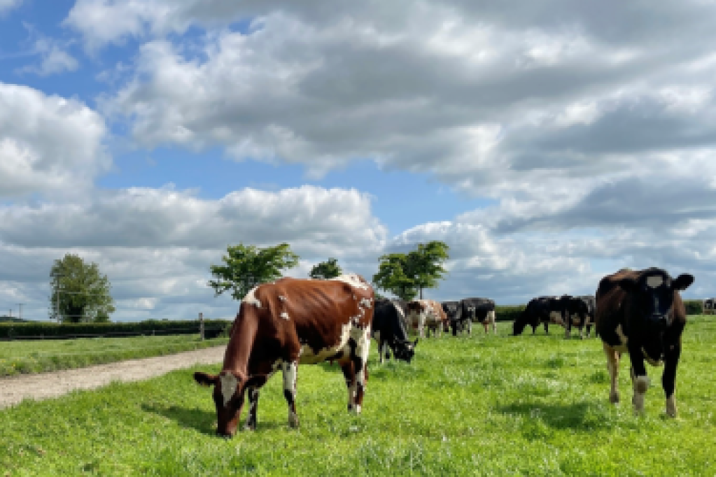 Holstein cross with Norwegian Red cows grazing