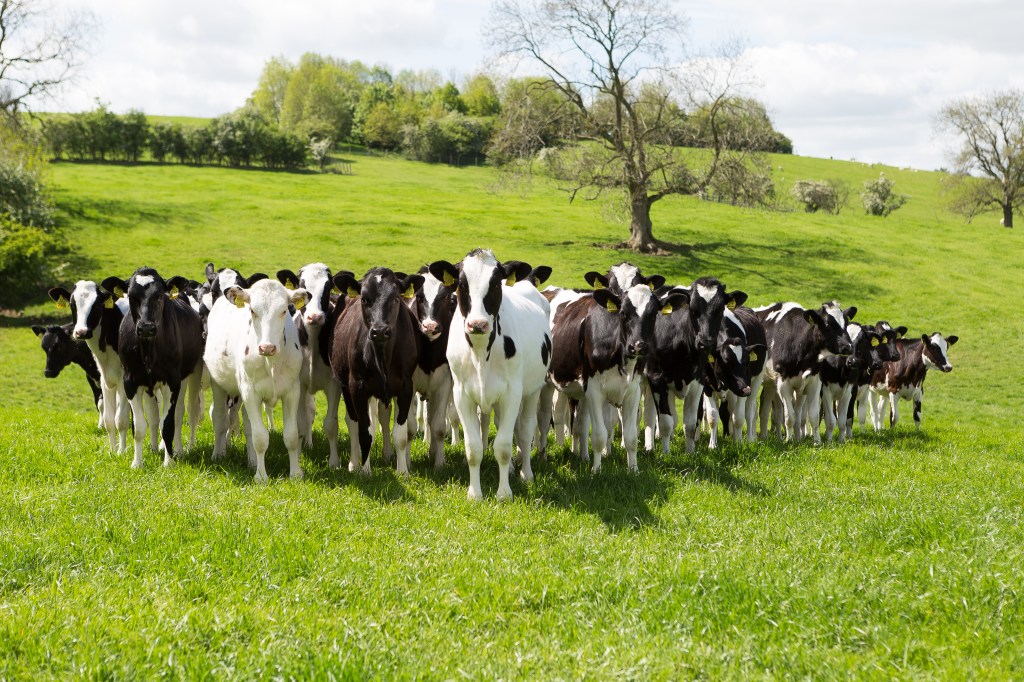 Dairy cows in a field