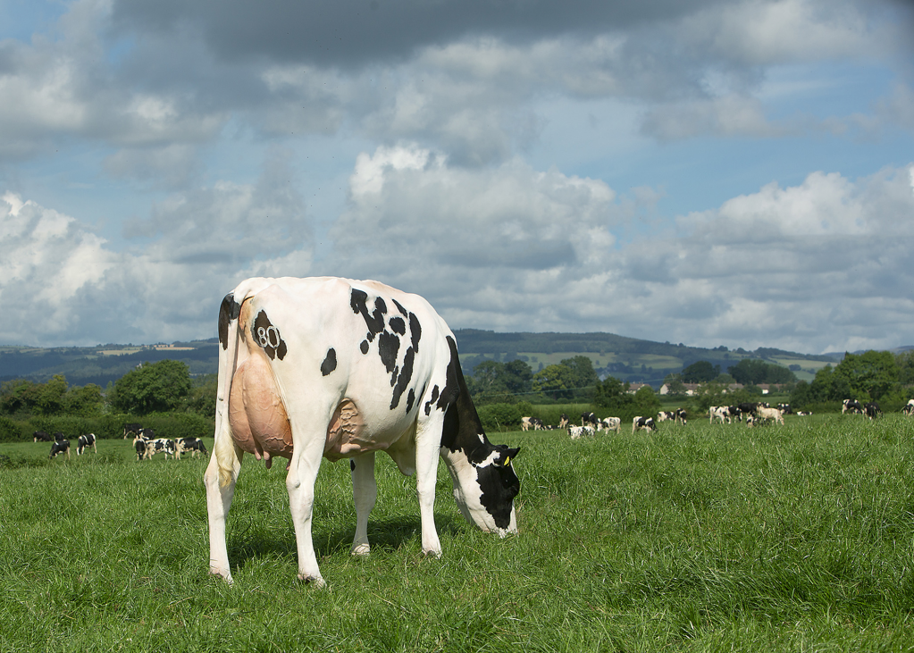 Dairy cow amongst herd