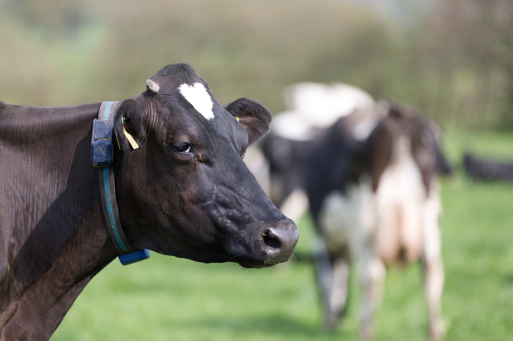 Ingenuity collar