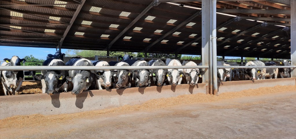 Animals lines up eating silage