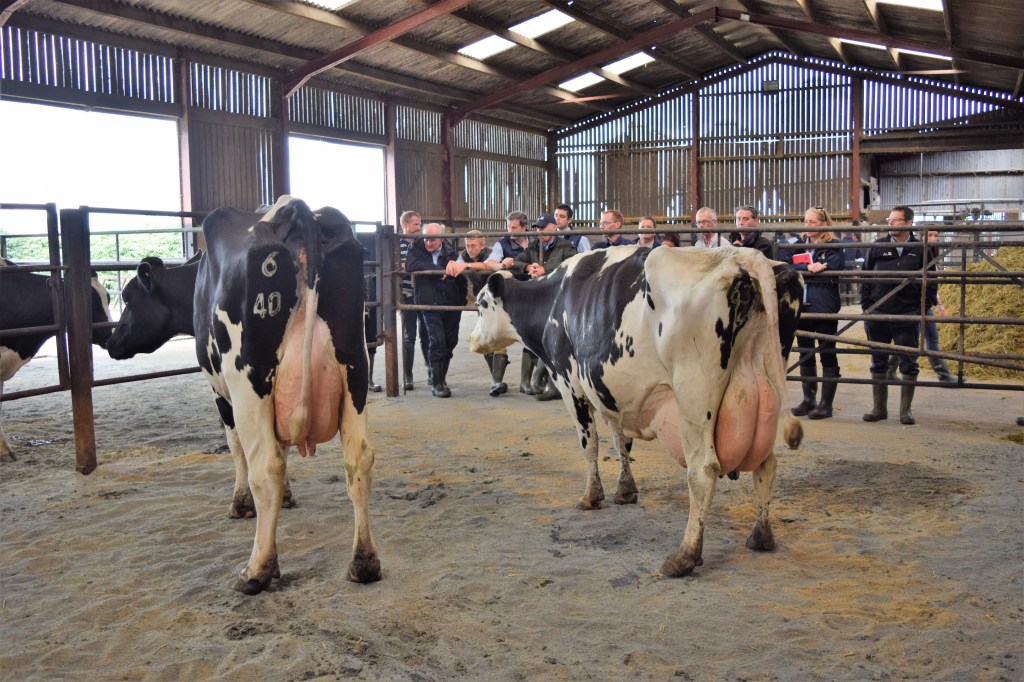 A large cow standing besides a smaller cow