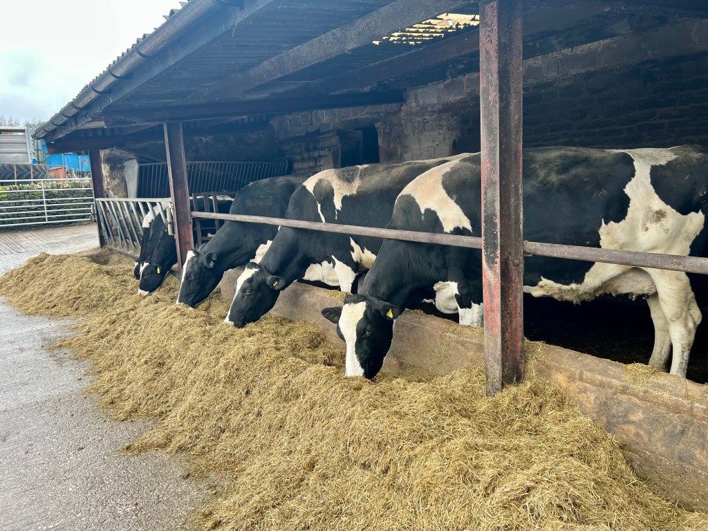 Powerstart treated silage being eaten by a row of cows