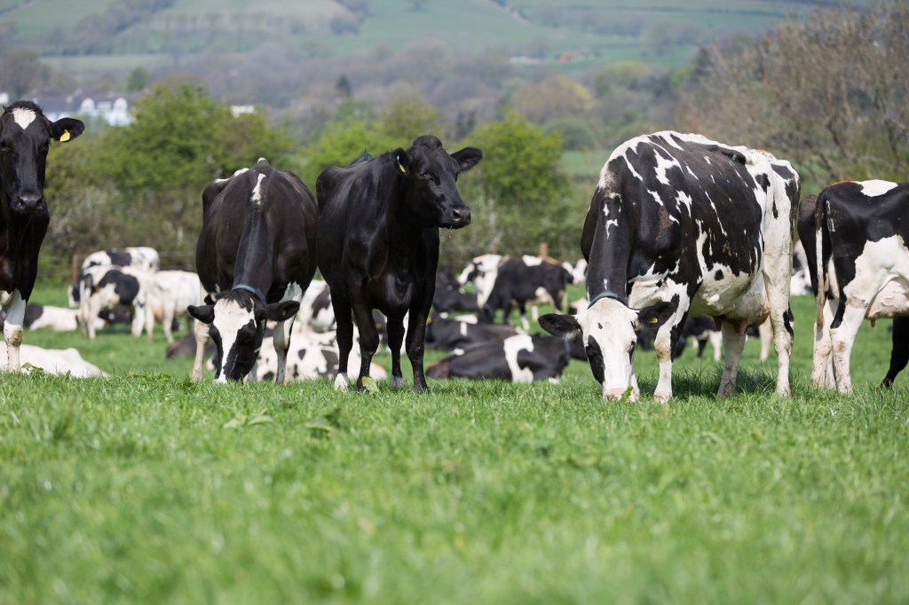 Herd monitoring technology