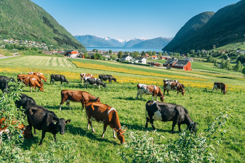 Norwegian Red herd outside