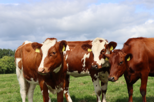 Red and white cows in Hannah's herd