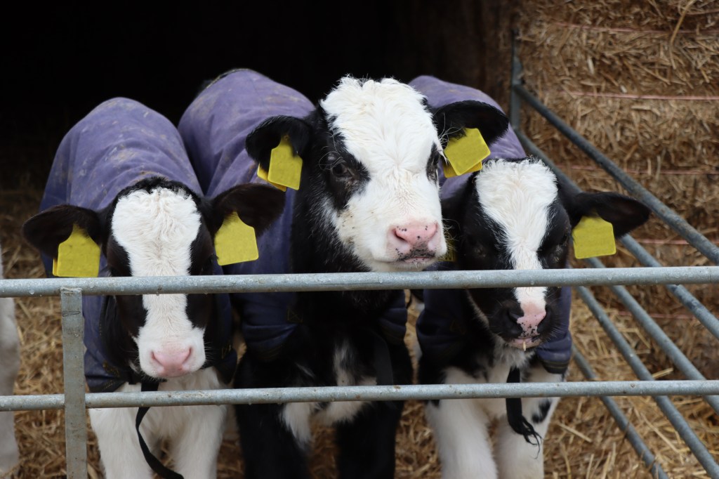 GENEadvance® herd improvement Calves