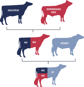 Holstein and Norwegian Red Crossbreed with Jersey 