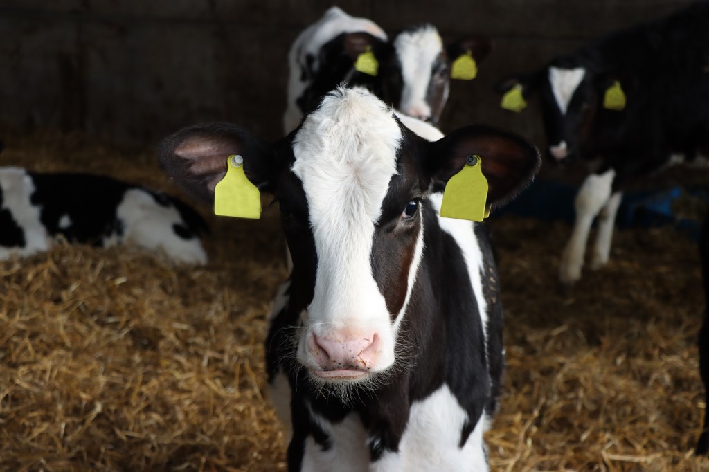 Iain McGeoch's GENEadvance® calf