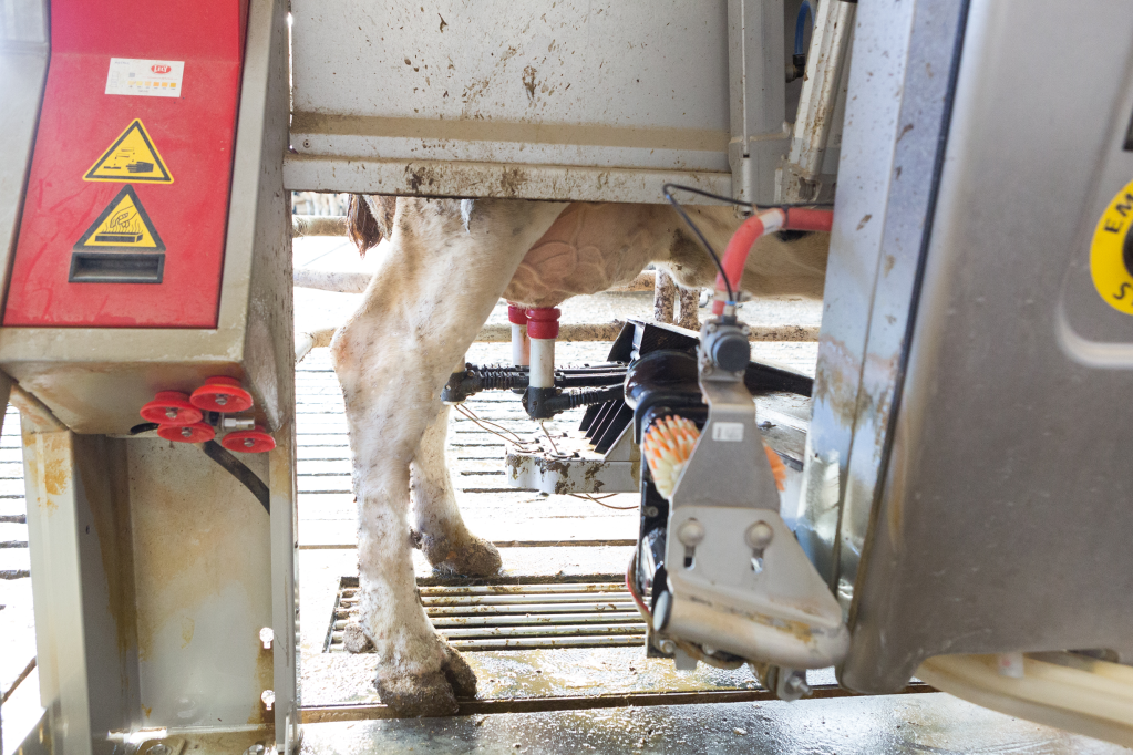 Robot milking system