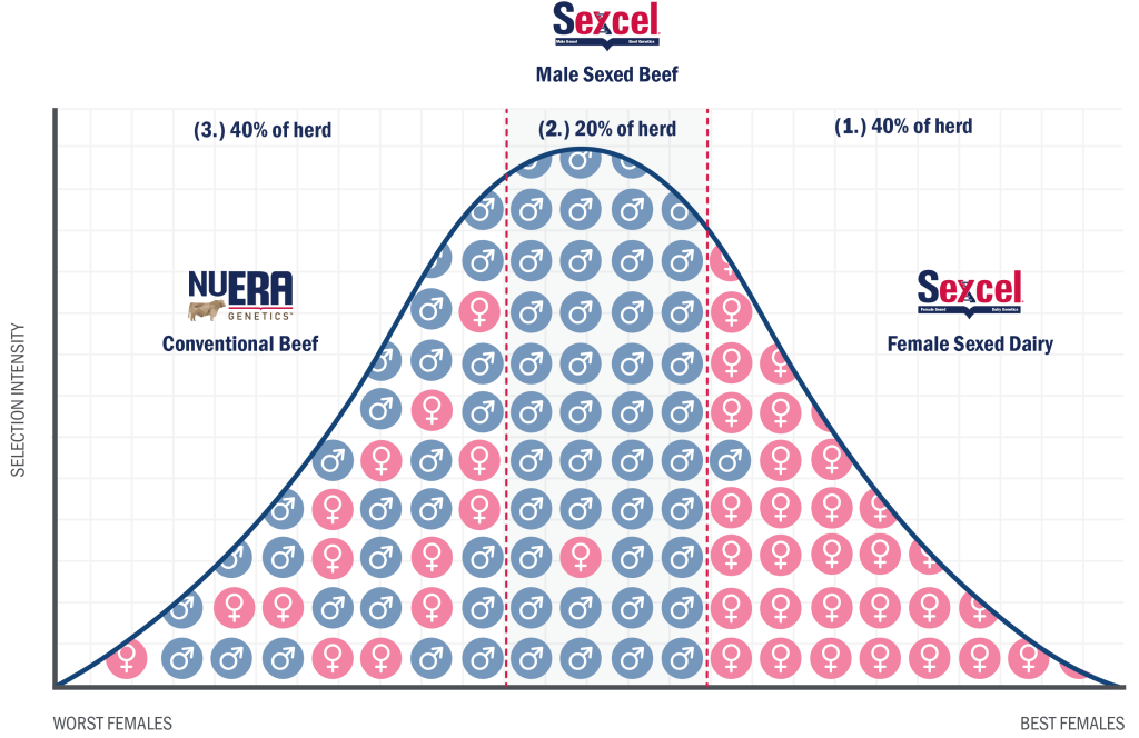 Male Sexed Beef Genetics breeding strategy bell curve