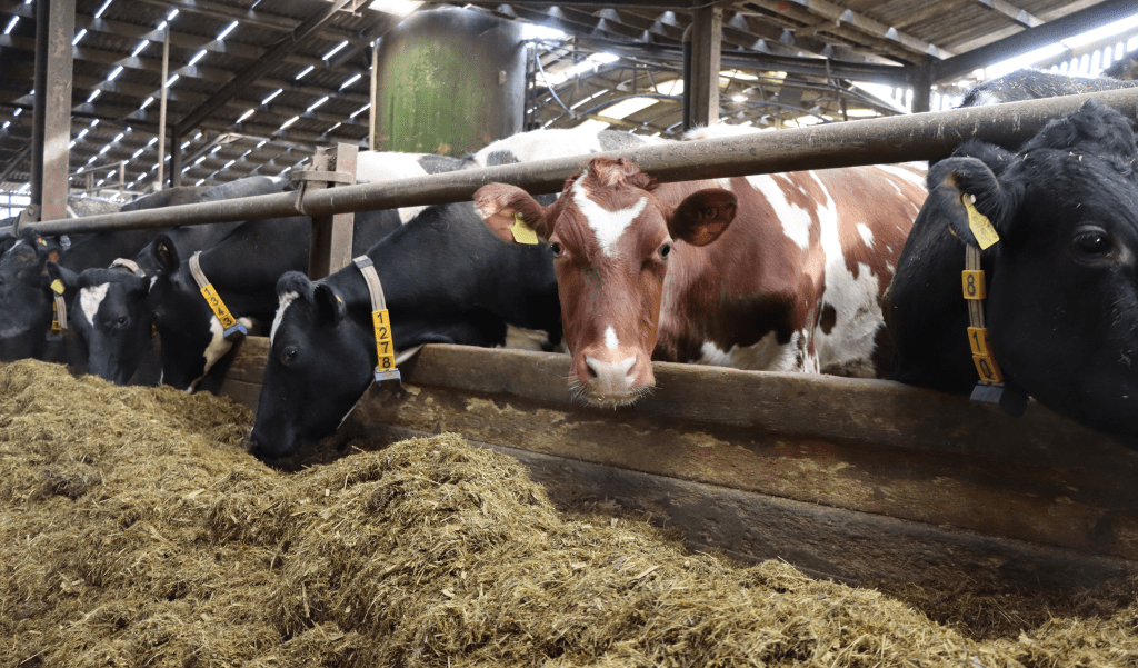 Crossbreeding success using Norwegian Red and Holstein dairy genetics 