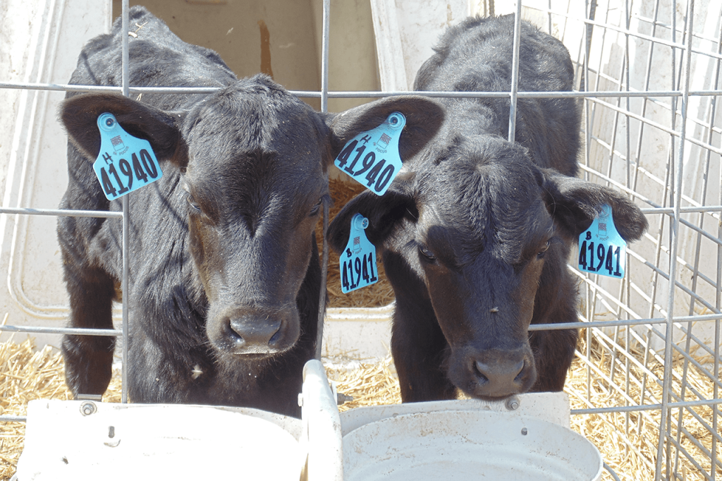 Two dairy beef crossbreds in a hutch.