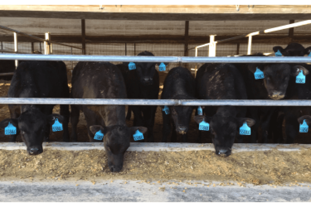 Group of dairy-beef crossbreds at a feed bunk