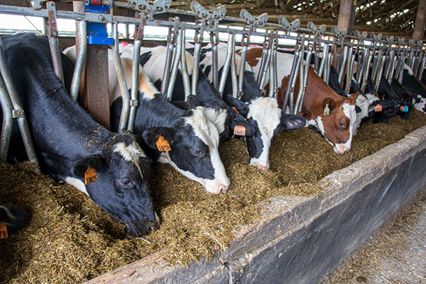 Group of heifers eating at feed bunk.