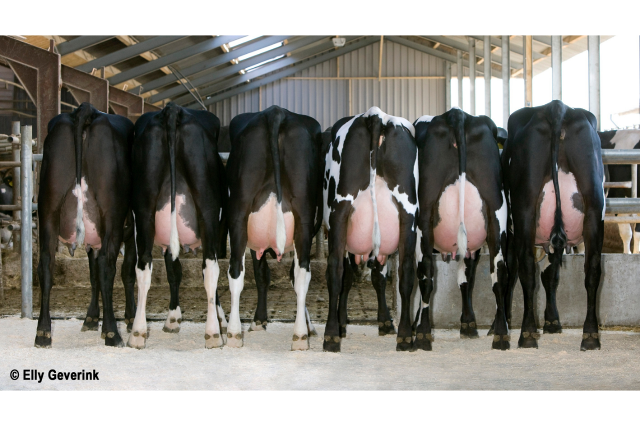 4 Benefits of Crossbreeding Dairy Cattle ABS Global US