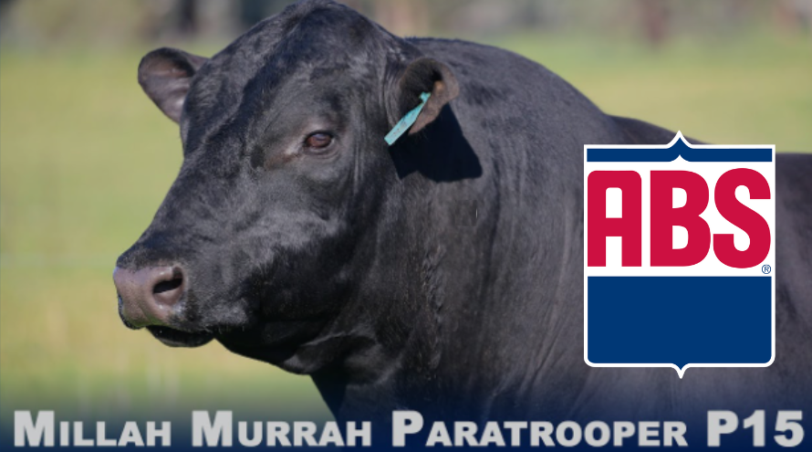 Elite Angus Sires from the Land Down Under - ABS Global US