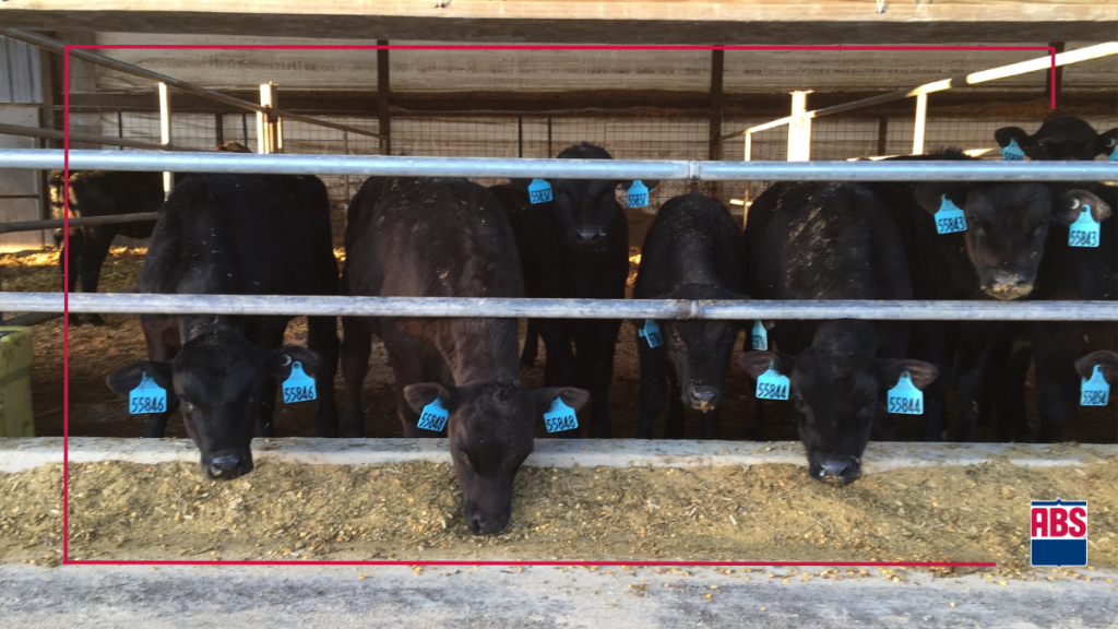 Black calves with blue ABS ear tags